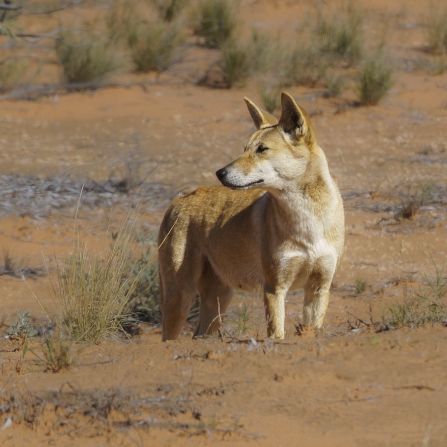 Desert Dingo